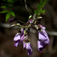 Mundulea sericea (Willd.) A.Chev.